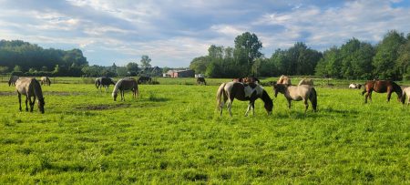 Loopstal paard welzijn Natuurpoort van Loon12