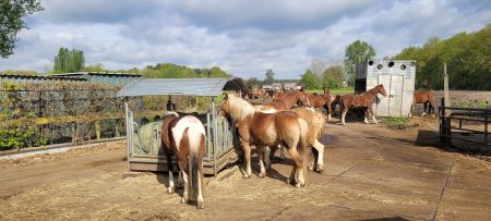 Loopstal paard welzijn Natuurpoort van Loon