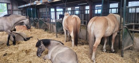 Loopstal paard welzijn Natuurpoort van Loon10