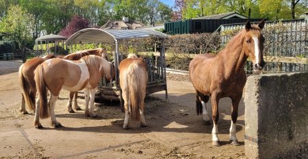 Loopstal paard welzijn Natuurpoort van Loon2