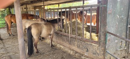 Loopstal paard welzijn Natuurpoort van Loon3