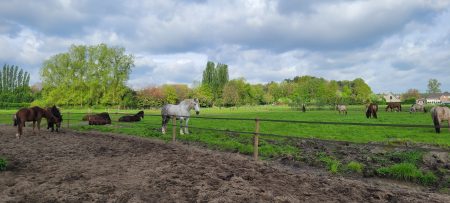 Loopstal paard welzijn Natuurpoort van Loon4