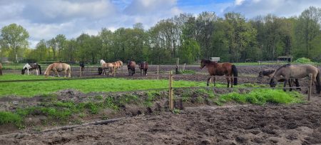 Loopstal paard welzijn Natuurpoort van Loon5