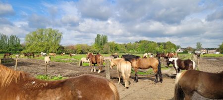 Loopstal paard welzijn Natuurpoort van Loon8